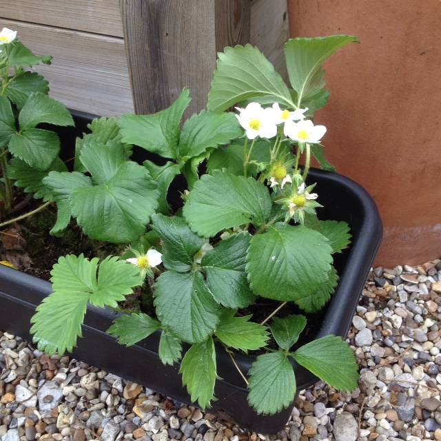 strawberry flower